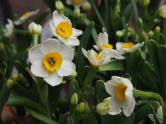 Narcissus tazetta chinensis