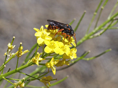 Nomada bifasciata