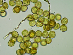 Perichaena corticalis