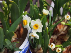 Narcissus tazetta chinensis