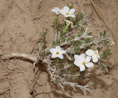 Phlox andicola