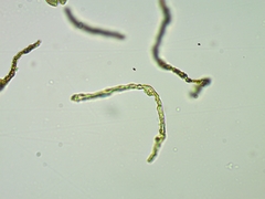 Perichaena corticalis