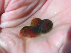 Cyzicidae