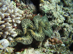 Tridacna noae