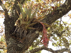 Tillandsia macdougallii