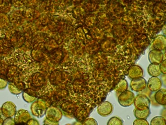 Perichaena corticalis