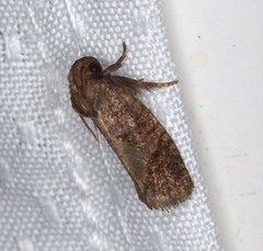 Acrolophus texanella