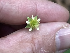 Geum virginianum