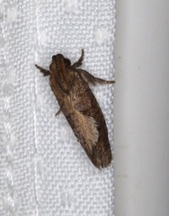 Acrolophus texanella