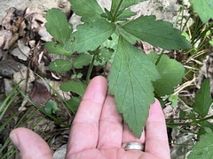Geum virginianum