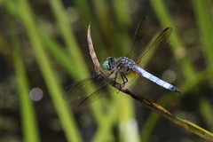 Pachydiplax longipennis