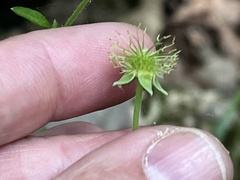 Geum virginianum