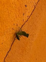Photiomantis planicephala