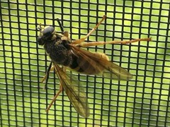 Temnostoma excentrica