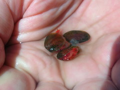 Cyzicidae