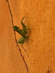 Photiomantis planicephala