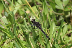 Leucorrhinia intacta