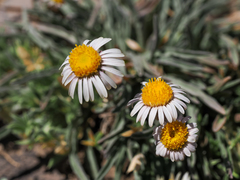 Erigeron eatonii