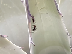 Myrmecocystus melliger