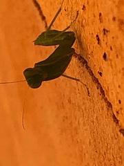 Photiomantis planicephala