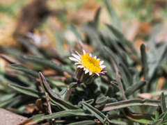 Erigeron eatonii