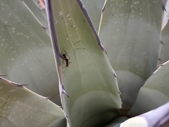 Myrmecocystus melliger