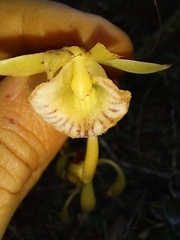 Orchidaceae