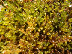 Scorpidium cossonii