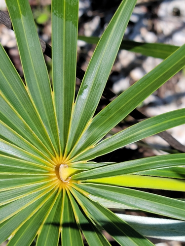 Image of Coccothrinax argentata by (c) Jay Horn, some rights reserved (CC BY)