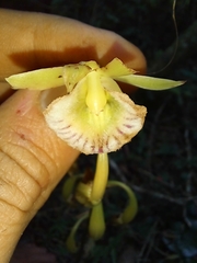 Orchidaceae