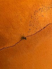 Photiomantis planicephala