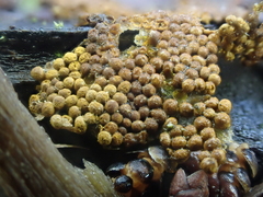 Trichia scabra