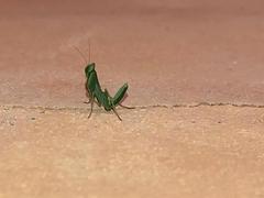 Photiomantis planicephala