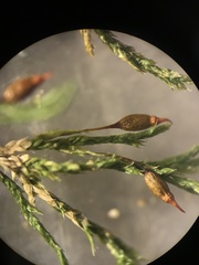 Forsstroemia producta