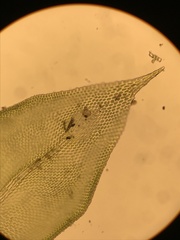 Forsstroemia producta