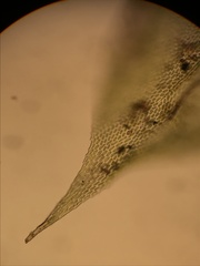 Forsstroemia producta