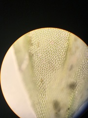 Forsstroemia producta