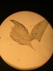 Forsstroemia producta