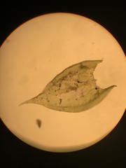 Forsstroemia producta