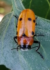 Tituboea sexmaculata