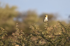 Ploceus velatus