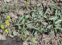 Rorippa sinuata