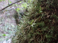 Cryphaea patens