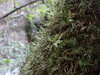 Cryphaea patens - Photo (c) Dan Tucker, some rights reserved (CC BY-NC), uploaded by Dan Tucker