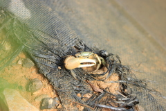 Minuca longisignalis