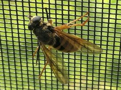 Temnostoma excentrica