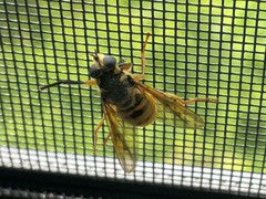 Temnostoma excentrica