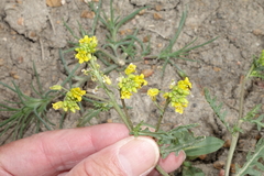 Rorippa sinuata