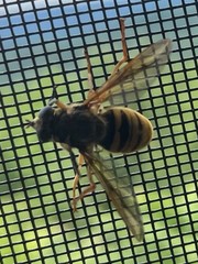 Temnostoma excentrica