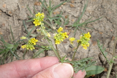 Rorippa sinuata